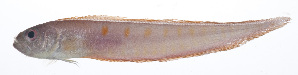 (Acanthocepola krusensternii - RP-217)  @11 [ ] CreativeCommons  Attribution Non-Commercial (by-nc) (2012) Unspecified Smithsonian Institution National Museum of Natural History