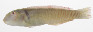  (Cymolutes torquatus - PHI-161)  @11 [ ] CreativeCommons  Attribution Non-Commercial (by-nc) (2013) Unspecified Smithsonian Institution National Museum of Natural History