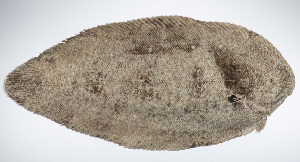  (Brachirus sorsogonensis - LUZ-076)  @11 [ ] CreativeCommons  Attribution Non-Commercial (by-nc) (2017) Unspecified Smithsonian Institution National Museum of Natural History