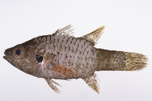  ( - LUZ-390)  @11 [ ] CreativeCommons  Attribution Non-Commercial (by-nc) (2017) Unspecified Smithsonian Institution National Museum of Natural History