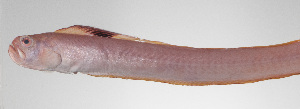  (Acanthocepola limbata - PHI-051)  @11 [ ] CreativeCommons  Attribution Non-Commercial (by-nc) (2013) Unspecified Smithsonian Institution National Museum of Natural History