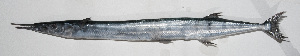  ( - PHIL-196)  @11 [ ] CreativeCommons  Attribution Non-Commercial (by-nc) (2015) Unspecified Smithsonian Institution National Museum of Natural History