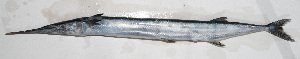  ( - PHIL-200)  @11 [ ] CreativeCommons  Attribution Non-Commercial (by-nc) (2015) Unspecified Smithsonian Institution National Museum of Natural History