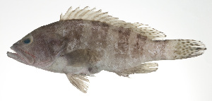  ( - PI-0183)  @11 [ ] CreativeCommons  Attribution Non-Commercial (by-nc) (2011) Unspecified Smithsonian Institution National Museum of Natural History