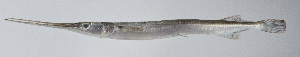  (Strongylura urvillii - PI-0428)  @11 [ ] CreativeCommons  Attribution Non-Commercial (by-nc) (2011) Unspecified Smithsonian Institution National Museum of Natural History