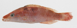  (Oxycheilinus orientalis - PHI-183)  @11 [ ] CreativeCommons  Attribution Non-Commercial (by-nc) (2013) Unspecified Smithsonian Institution National Museum of Natural History