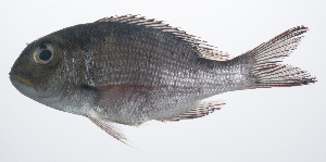  ( - PIL-054)  @11 [ ] CreativeCommons  Attribution Non-Commercial (by-nc) (2014) Unspecified Smithsonian Institution National Museum of Natural History