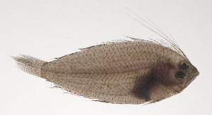  (Brachypleura novaezeelandiae - VIS-122)  @11 [ ] CreativeCommons  Attribution Non-Commercial (by-nc) (2015) Unspecified Smithsonian Institution National Museum of Natural History
