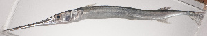  (Strongylura incisa - VIS-216)  @11 [ ] CreativeCommons  Attribution Non-Commercial (by-nc) (2015) Unspecified Smithsonian Institution National Museum of Natural History