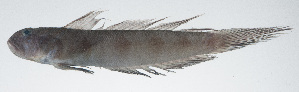  ( - VIS-337)  @11 [ ] CreativeCommons  Attribution Non-Commercial (by-nc) (2015) Unspecified Smithsonian Institution National Museum of Natural History