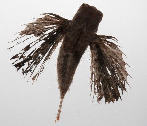  (Dactyloptena gilberti - PHIL-095)  @11 [ ] CreativeCommons  Attribution Non-Commercial (by-nc) (2015) Unspecified Smithsonian Institution National Museum of Natural History
