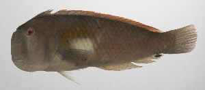 (Iniistius melanopus - PHIL-229)  @11 [ ] CreativeCommons  Attribution Non-Commercial (by-nc) (2015) Unspecified Smithsonian Institution National Museum of Natural History