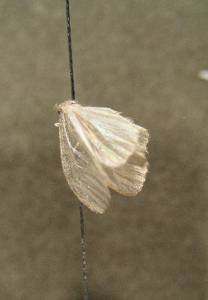  ( - TLMF Lep 00426)  @12 [ ] CreativeCommons - Attribution Non-Commercial Share-Alike (2010) Tiroler Landesmuseen Tiroler Landesmuseen