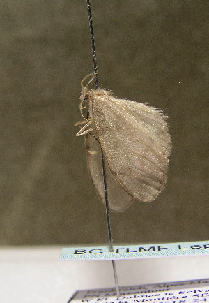  ( - TLMF Lep 00466)  @12 [ ] CreativeCommons - Attribution Non-Commercial Share-Alike (2010) Tiroler Landesmuseen Tiroler Landesmuseen