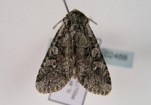  ( - TLMF Lep 02488)  @12 [ ] Copyright  TLMF 2011 Unspecified