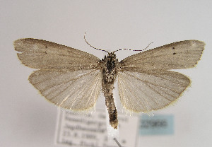  (Cremnophila sedakovella - TLMF Lep 02966)  @13 [ ] Copyright  TLMF 2011 Unspecified
