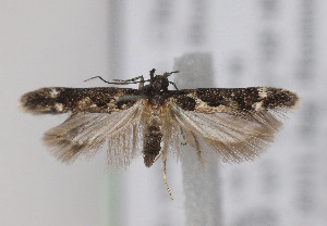  ( - TLMF Lep 05036)  @12 [ ] CreativeCommons - Attribution Non-Commercial Share-Alike (2011) Peter Huemer Tiroler Landesmuseum Ferdinandeum