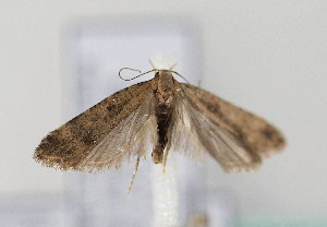  ( - TLMF Lep 08234)  @12 [ ] CreativeCommons - Attribution Non-Commercial Share-Alike (2012) Peter Huemer Tiroler Landesmuseum Ferdinandeum