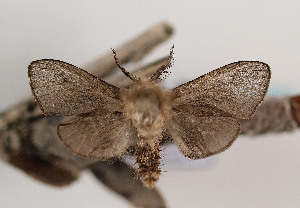  (Pachythelia villosella quadratica - TLMF Lep 07777)  @14 [ ] CreativeCommons - Attribution Non-Commercial Share-Alike (2012) Peter Huemer Tiroler Landesmuseum Ferdinandeum