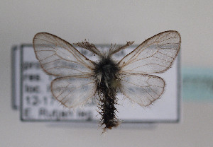 (Ptilocephala albida - TLMF Lep 07779)  @13 [ ] CreativeCommons - Attribution Non-Commercial Share-Alike (2012) Peter Huemer Tiroler Landesmuseum Ferdinandeum