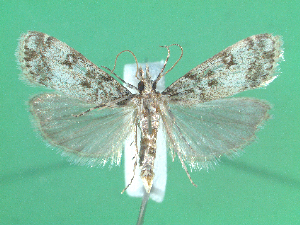  ( - KLM Lep 00665)  @12 [ ] CreativeCommons - Attribution Non-Commercial Share-Alike (2012) Christian Wieser Landesmuseum Kärnten