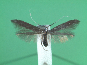  (Coleophora pulmonariella - KLM Lep 00863)  @13 [ ] Unspecified (default): All Rights Reserved (2013) Unspecified Landesmuseum Kärnten