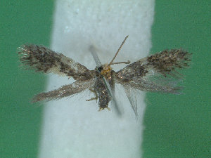  ( - KLM Lep 01970)  @12 [ ] CreativeCommons - Attribution Non-Commercial Share-Alike (2014) Christian Wieser Landesmuseum Kärnten