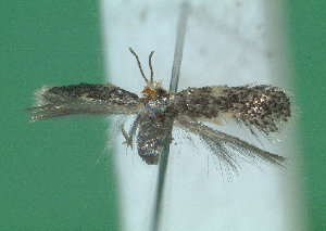  ( - KLM Lep 01972)  @12 [ ] CreativeCommons - Attribution Non-Commercial Share-Alike (2014) Christian Wieser Landesmuseum Kärnten