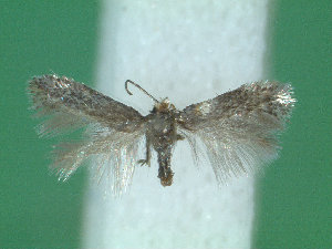  ( - KLM Lep 01973)  @12 [ ] CreativeCommons - Attribution Non-Commercial Share-Alike (2014) Christian Wieser Landesmuseum K&auml;rnten