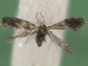  ( - KLM Lep 02893)  @12 [ ] CreativeCommons - Attribution Non-Commercial Share-Alike (2015) Christian Wieser Landesmuseum Kärnten