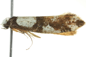  ( - BIOUG02107-A08)  @13 [ ] CreativeCommons - Attribution (2012) CBG Photography Group Centre for Biodiversity Genomics