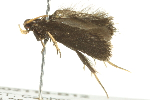  ( - BIOUG02113-B12)  @12 [ ] CreativeCommons - Attribution (2012) CBG Photography Group Centre for Biodiversity Genomics