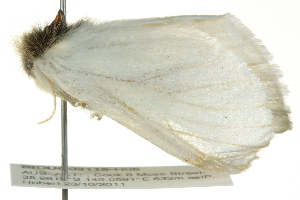  ( - BIOUG02115-H05)  @13 [ ] CreativeCommons - Attribution (2012) CBG Photography Group Centre for Biodiversity Genomics