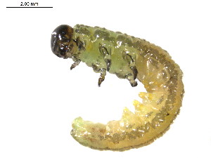  ( - 10PROBE-19101)  @12 [ ] CreativeCommons - Attribution (2010) CBG Photography Group Centre for Biodiversity Genomics