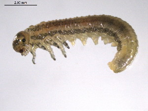  ( - 10PROBE-19541)  @12 [ ] CreativeCommons - Attribution (2010) CBG Photography Group Centre for Biodiversity Genomics