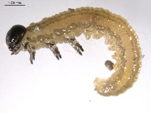  ( - 10PROBE-25788)  @12 [ ] CreativeCommons - Attribution (2010) CBG Photography Group Centre for Biodiversity Genomics