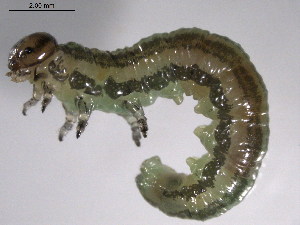 ( - 10PROBE-25865)  @12 [ ] CreativeCommons - Attribution (2010) CBG Photography Group Centre for Biodiversity Genomics