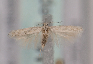 (Oxypteryx sp. PH04 - TLMF Lep 03841)  @13 [ ] CreativeCommons - Attribution Non-Commercial Share-Alike (2011) Peter Huemer Tiroler Landesmuseum Ferdinandeum