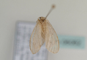  ( - TLMF Lep 06062)  @12 [ ] CreativeCommons - Attribution Non-Commercial Share-Alike (2011) Peter Huemer Tiroler Landesmuseum Ferdinandeum