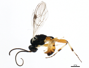  ( - 10PHMAL-0409)  @13 [ ] CreativeCommons - Attribution (2011) CBG Photography Group Centre for Biodiversity Genomics