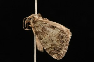  ( - 04HBL00919)  @13 [ ] CreativeCommons - Attribution (2010) CBG Photography Group Centre for Biodiversity Genomics