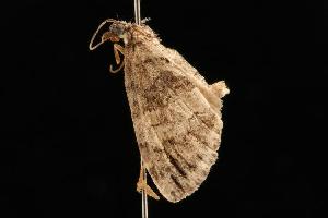  ( - 04HBL00930)  @13 [ ] CreativeCommons - Attribution (2010) CBG Photography Group Centre for Biodiversity Genomics