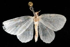  ( - moth2141.02)  @12 [ ] CreativeCommons - Attribution (2010) CBG Photography Group Centre for Biodiversity Genomics