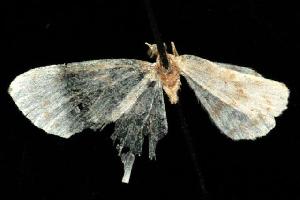  ( - moth2410.02)  @12 [ ] CreativeCommons - Attribution (2010) CBG Photography Group Centre for Biodiversity Genomics