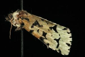  ( - moth772.01)  @12 [ ] CreativeCommons - Attribution (2010) CBG Photography Group Centre for Biodiversity Genomics