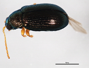  ( - 10PHMAL-1785)  @12 [ ] CreativeCommons - Attribution (2011) CBG Photography Group Centre for Biodiversity Genomics