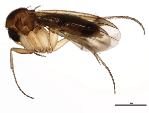  (Mycetophila sp. CJB2 - 10PHMAL-1255)  @15 [ ] CreativeCommons - Attribution (2011) CBG Photography Group Centre for Biodiversity Genomics