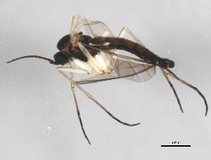  ( - 10PHMAL-1263)  @12 [ ] CreativeCommons - Attribution (2011) CBG Photography Group Centre for Biodiversity Genomics