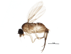  ( - 10PHMAL-1361)  @13 [ ] CreativeCommons - Attribution (2011) CBG Photography Group Centre for Biodiversity Genomics