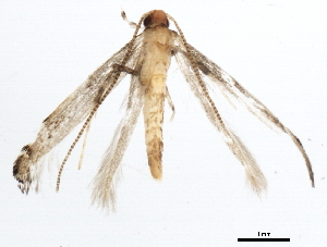 ( - 10PHMAL-1717)  @12 [ ] CreativeCommons - Attribution (2011) CBG Photography Group Centre for Biodiversity Genomics